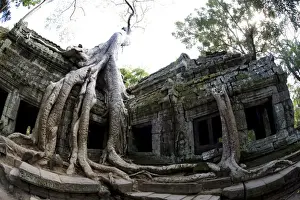 Historical Period Prints: Tree roots covering temple ruins in the ancient city of Angkor Wat, Northwestern Cambodia
