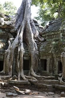 Cambodia Gallery: Tree roots covering temple ruins in the ancient city of Angkor Wat, Northwestern Cambodia