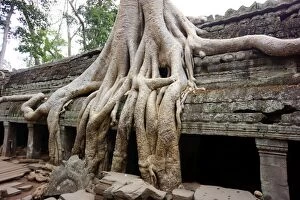 Tree roots growing over temple ruins