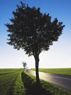 Images Dated 27th January 2005: Tree on Rural Road