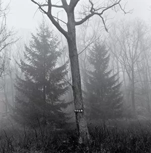 Rural Gallery: Tree with sign on its trunk