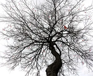 Branches Collection: Tree silhouette