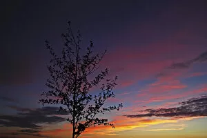 Images Dated 17th September 2012: Tree silhouette against the evening sky, Mittelberg, Biberach an der Riss, Upper Swabia