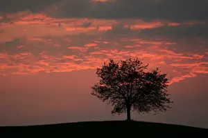 Canton Of Zurich Prints: Tree silhouetted against a sky full of storm clouds, Hirzel, Canton of Zurich, Switzerland
