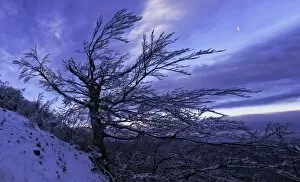 Images Dated 26th January 2014: Tree in snow at sunrise, Monte Catria, Apennines, Marche, Italy