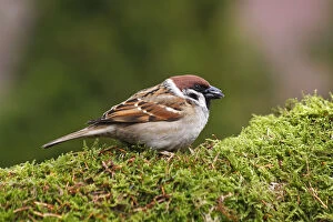 Images Dated 28th March 2010: Tree sparrow -Passer montanus- eating sunflower seeds