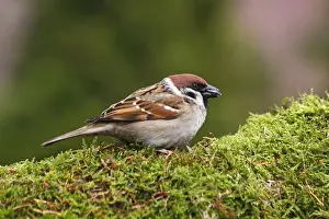 Ingestion Prints: Tree sparrow -Passer montanus- eating sunflower seeds