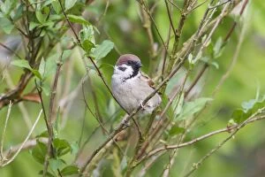 Images Dated 1st May 2012: Tree Sparrow -Passer montanus-, Fuldabruck, Fuldabruck, Hesse, Germany