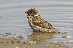 Images Dated 29th July 2013: Tree Sparrow -Passer montanus- in a puddle, Apetlon, Burgenland, Austria
