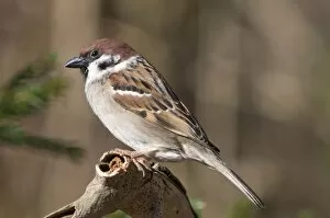 Tree Sparrow -Passer montanus-, Untergroeningen, Baden-Wuerttemberg, Germany, Europe