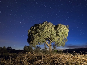 Images Dated 11th December 2014: Tree under the stars to the late afternoon