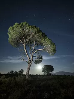 Images Dated 26th December 2015: Tree between the stars and the full moon