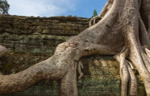 Images Dated 28th November 2015: Tree on Stone Wall in Angkor Thom