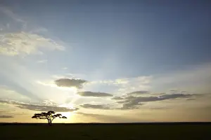 Serengeti Prints: Tree with the sun as backlighting, Serengeti, Tanzania, Africa