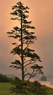 Images Dated 20th May 2015: Tree against sunset, Newport, Oregon Coast, Oregon, USA