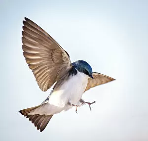 Images Dated 13th April 2019: Tree Swallow Dramatic Landing Action at Jones Beach, Long Island