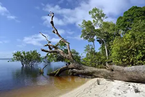 Brasil Prints: Tree trunk of a giant rainforest tree on the banks of the Amazon and Rio Solimoes