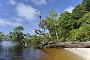 Jungle Prints: Tree trunk of a giant rainforest trees lying on the banks of the Amazon and Rio Solimoes