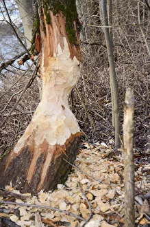 Images Dated 31st December 2012: Tree trunk gnawed by a beaver in a riverside forest, Innufer Aue, bei Rosenheim, Upper Bavaria