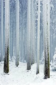 Tree trunks covered with frost, Lindenberg, Switzerland, Europe