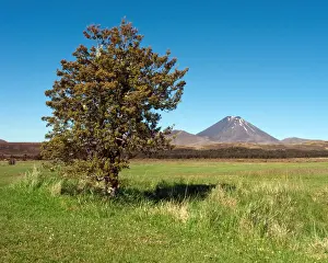 Tree and volcano in Tongariro Nation Park