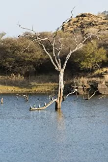 Images Dated 14th August 2012: Tree in water, Andreas Damm, Khomas, Namibia