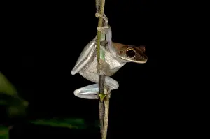Tiputini Prints: Treefrog -Osteocephalus sp. -, Tiputini rain forest