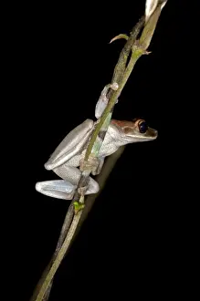 Treefrog -Osteocephalus sp. -, Tiputini rain forest, Yasuni National Park, Ecuador, South America