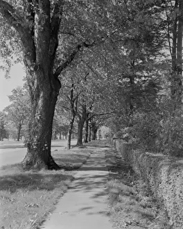 Hedge Prints: Treelined street with sidewalk