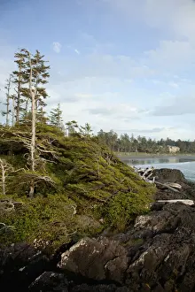 Pacific Prints: Trees And The Beach At Cox Bay Near Tofino; British Columbia Canada
