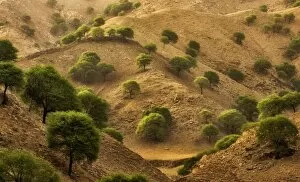 Images Dated 12th May 2013: Trees in the Desert mountain