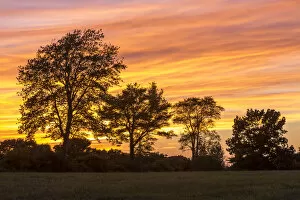 Images Dated 21st September 2016: Trees at dusk on Sagamore Hill in Hamilton, Massachusetts, USA