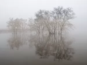 Images Dated 22nd October 2010: Trees in fog