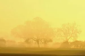Mist Collection: Trees in fog at sunrise, Rheinberg, Lower Rhine region, North Rhine-Westphalia, Germany