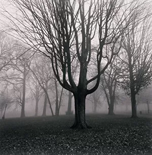 Misty Gallery: Trees in foggy field