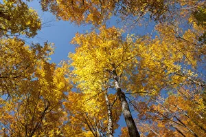 Images Dated 7th September 2016: Trees in a forest, Sugar Maple -Acer saccharum-, yellow foliage in autumn, Indian Summer