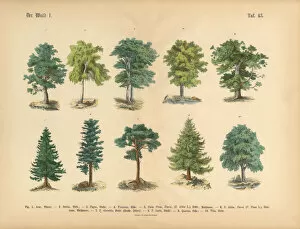 Images Dated 17th March 2016: Trees in the Forest, Victorian Botanical Illustration
