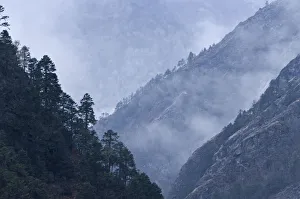Cultural Image Gallery: Trees growing on rural hillsides