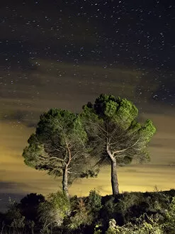 Images Dated 15th November 2014: Two trees isolated under a sky of stars and clouds