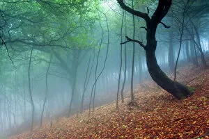 John Finney Photography Gallery: Trees in the mist. English Peak District. UK. Europe