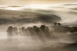 Images Dated 1st March 2014: Trees in the mist, peak district landscape