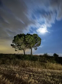 Images Dated 24th July 2015: Trees on a moonlit field