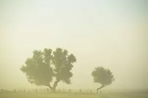 Two trees in the morning mist, Bislicher Insel, Xanten, Lower Rhine region, North Rhine-Westphalia, Germany