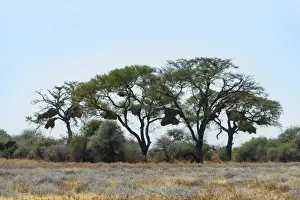 Nesting Site Prints: Trees with nesting colony of the Sociable Weaver -Philetairus socius
