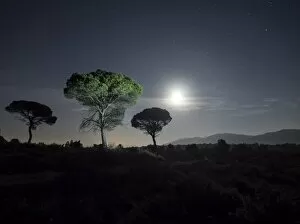 Images Dated 26th December 2015: Trees of pines, in the plain of a mountain illuminated by the full moon