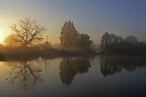 Morning Sky Gallery: Trees on a pond at sunrise, early morning in November, Mittelberg, Biberach a. d