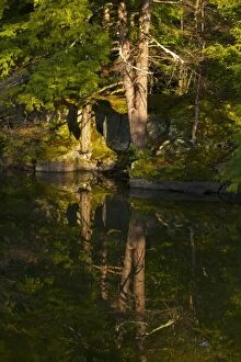 Mirrored Gallery: Trees reflected in water in early morning light, Foster, Eastern Townships, Quebec Province, Canada