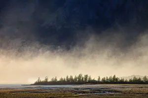 Images Dated 26th June 2009: Trees by Slims River