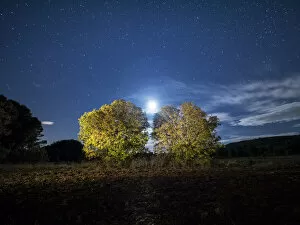 Images Dated 21st November 2015: Two trees of the species (almez), in a ploughed field illuminated by the full moon
