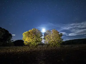 Oak Tree Prints: Two trees of the species (almez), in a ploughed field illuminated by the full moon